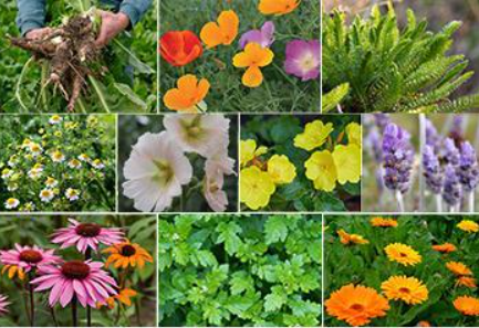 Medicinal garden kit that you can grow in your own backyard