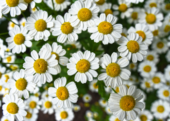 Chamomile Growing Guide for Beginners